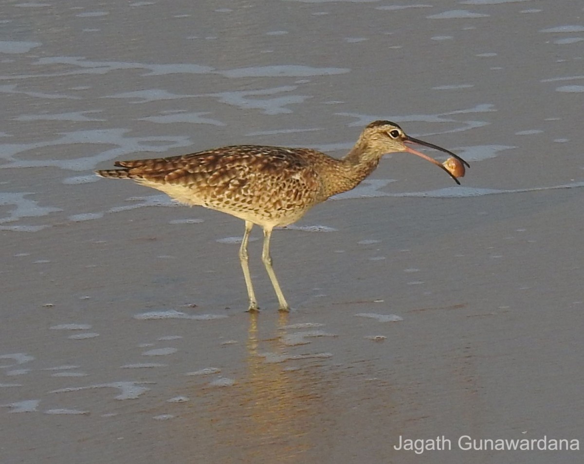 Numenius phaeopus Linnaeus, 1758